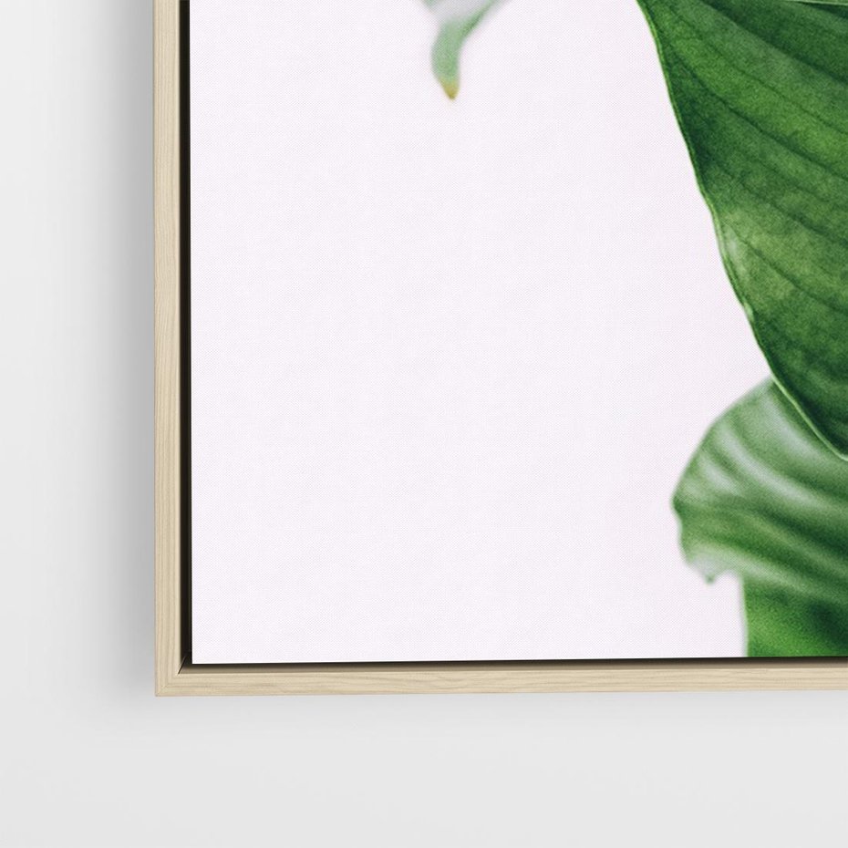 Obraz w ramie 70x50 - Zielone liście monstery - liście, monstera - rama drewno