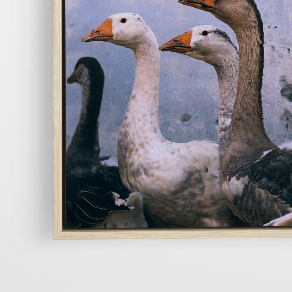 Obraz w ramie 80x80 - Spotkanie Wśród Piór - uchwycony moment, fotografia - rama drewno