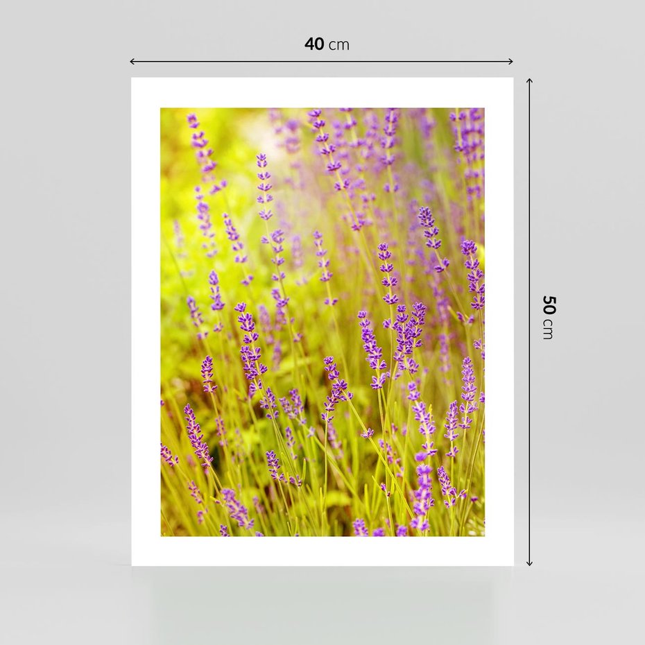 Plakat bez ramy 40x50 - Delikatność natury - lawenda, kwiaty