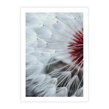 Plakat bez ramy 30x40 - Makro Magii Natury - dmuchawiec, zbliżenie makro