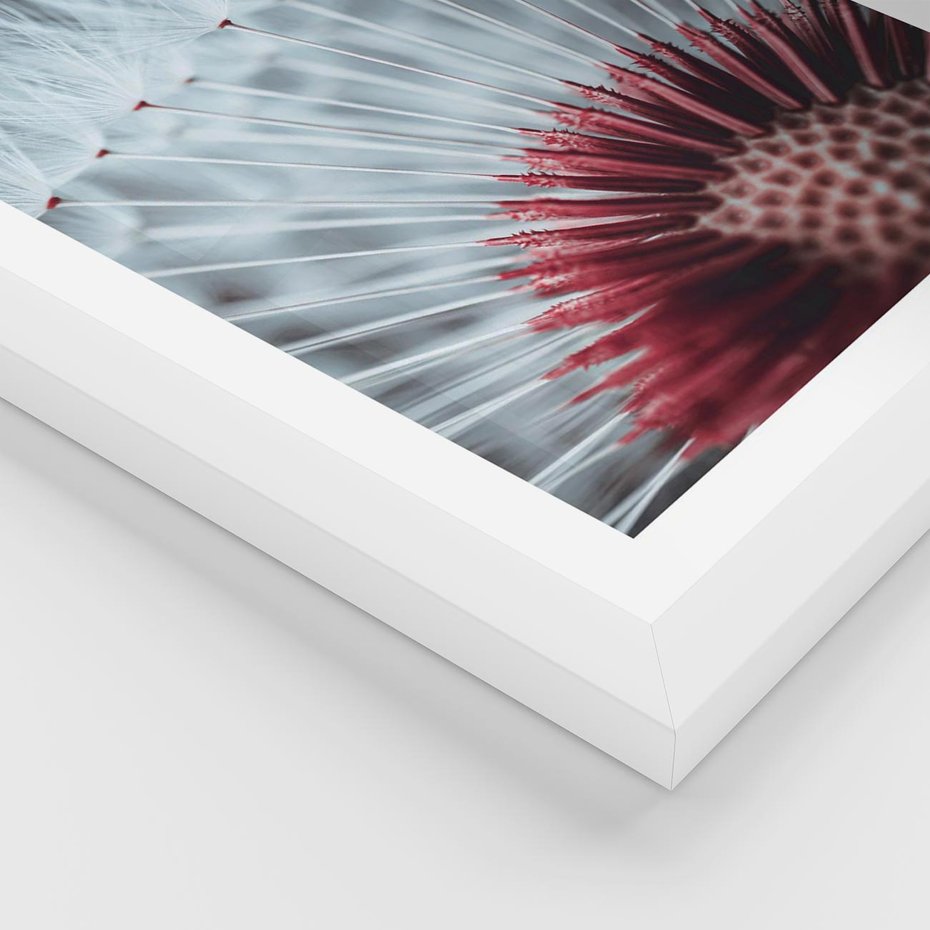 Plakat w ramie 40x50 - Dmuchawiec w Detalu - dmuchawiec, zdjęcie makro - rama biała