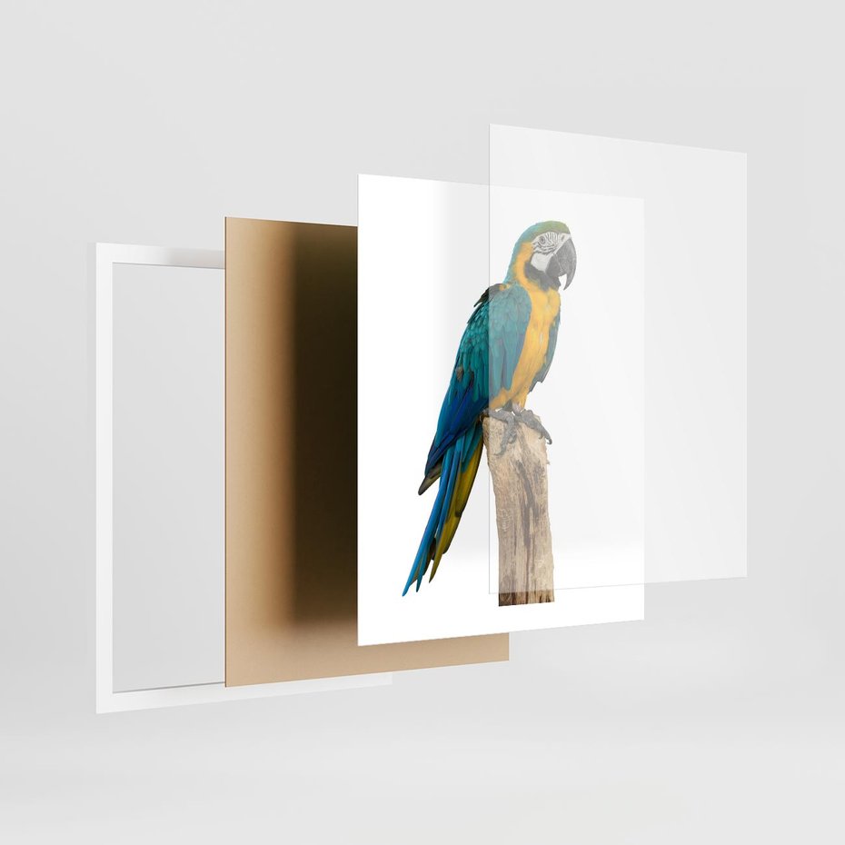 Plakat w ramie 40x50 - Kolorowa papuga w locie - papuga, ptak - rama biała