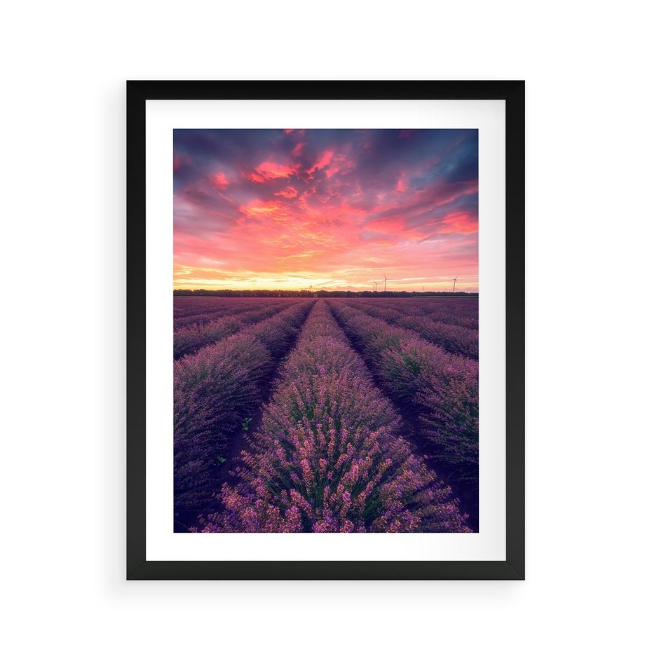 Plakat w ramie 40x50 - Różowe Niebo nad Polami - pola lawendy, zachód słońca - rama czarna