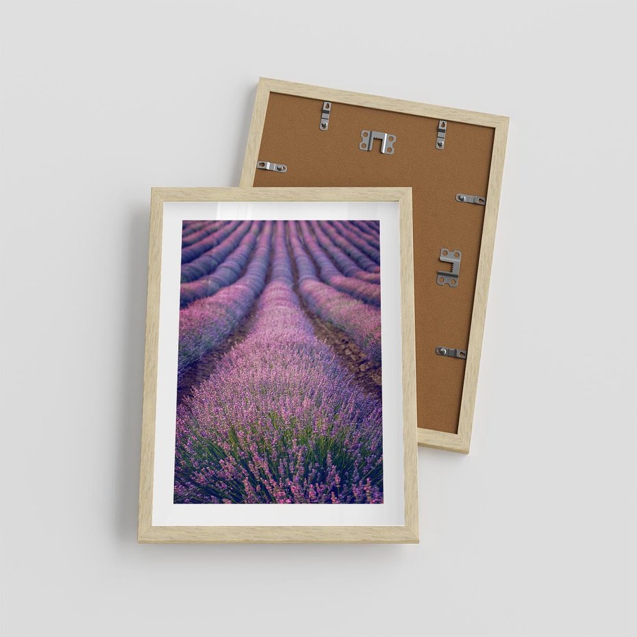 Plakat w ramie 30x40 - Pole Lawendy w Pełnej Krasie - pole lawendy, kompozycja - rama drewno