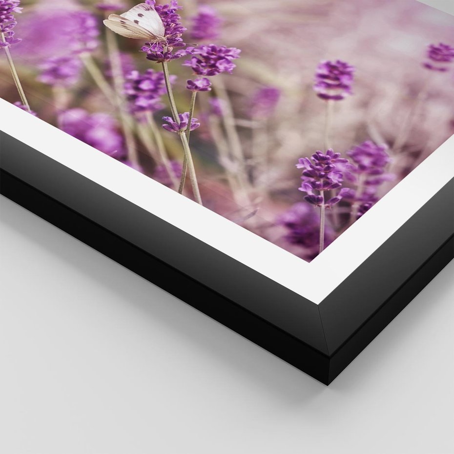 Plakat w ramie 40x50 - Majestat lawendy: fioletowe pola - lawenda, fiolet - rama czarna