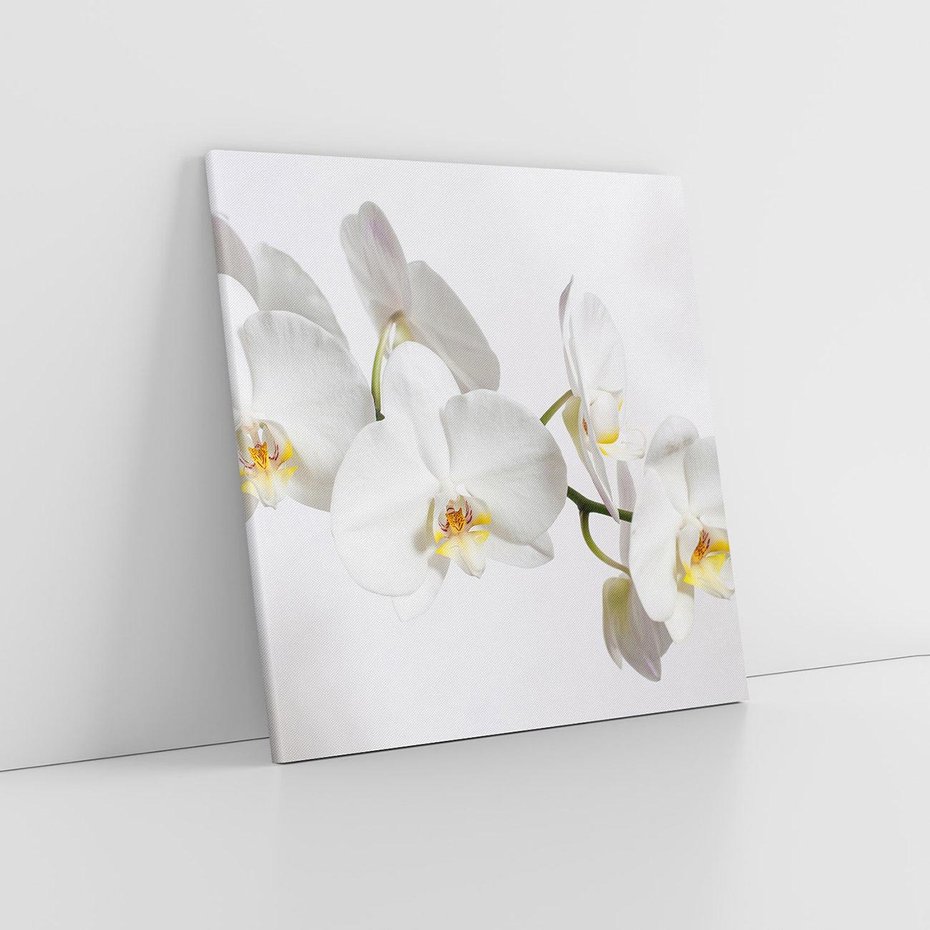 Obraz na płótnie 60x60 - Orchidea Kwiat - orchidea, kwiat