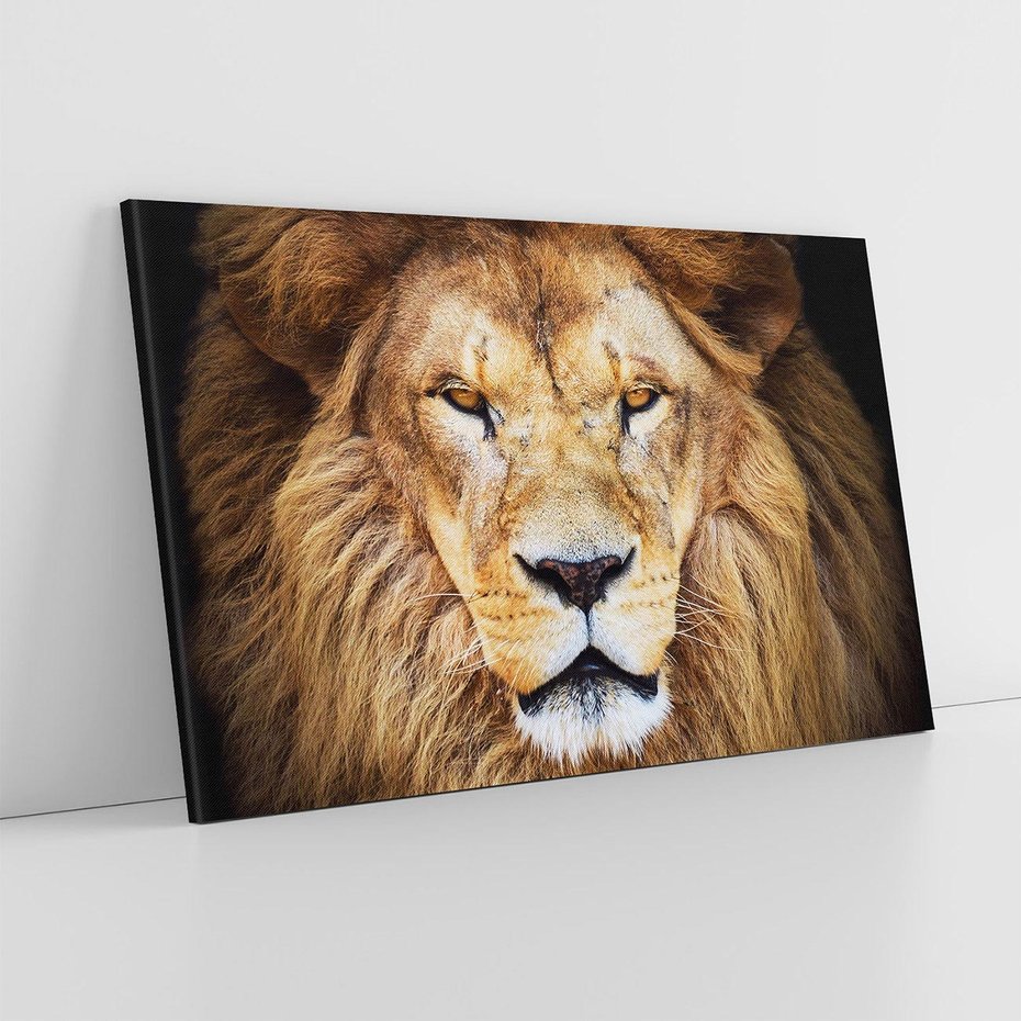 Obraz na płótnie 70x50 - Król zwierząt w majestatycznym stylu - lew, król