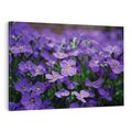 Obraz na płótnie 70x50 - Kwiatowe uniesienia magia natury - kwiat, kwiaty