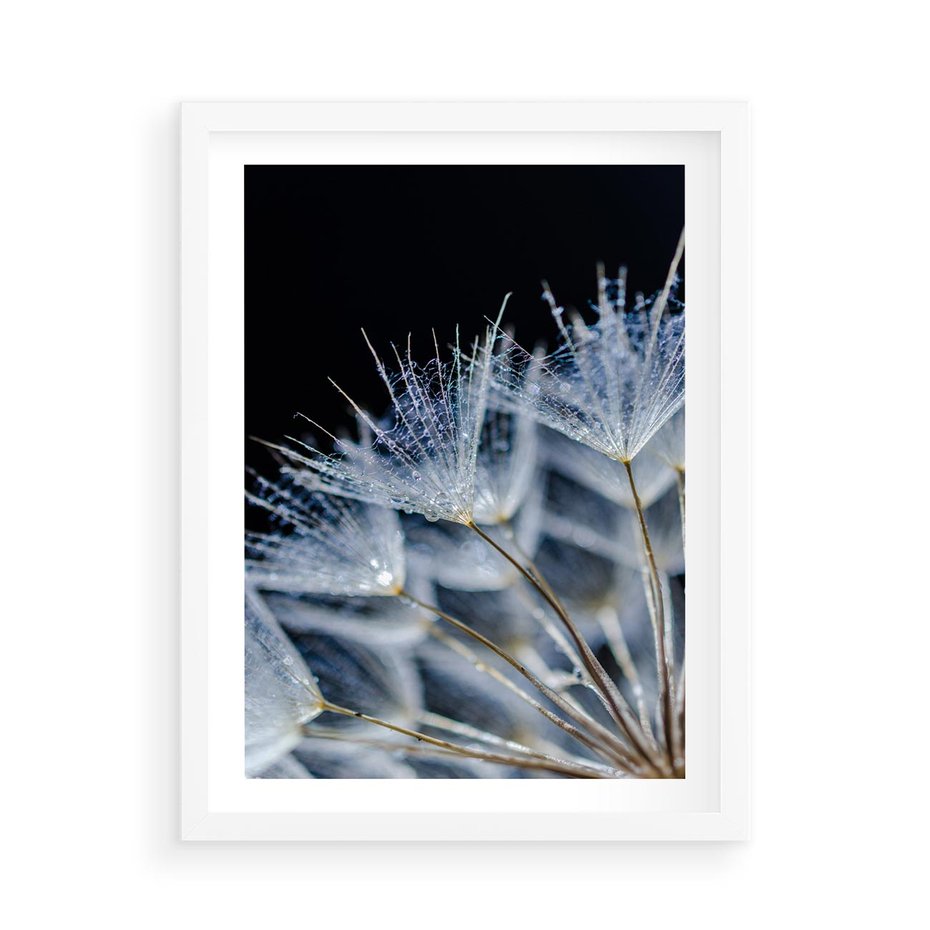 Plakat w ramie 50x70 - Makro piękno dmuchawców - makro, dmuchawce - rama biała