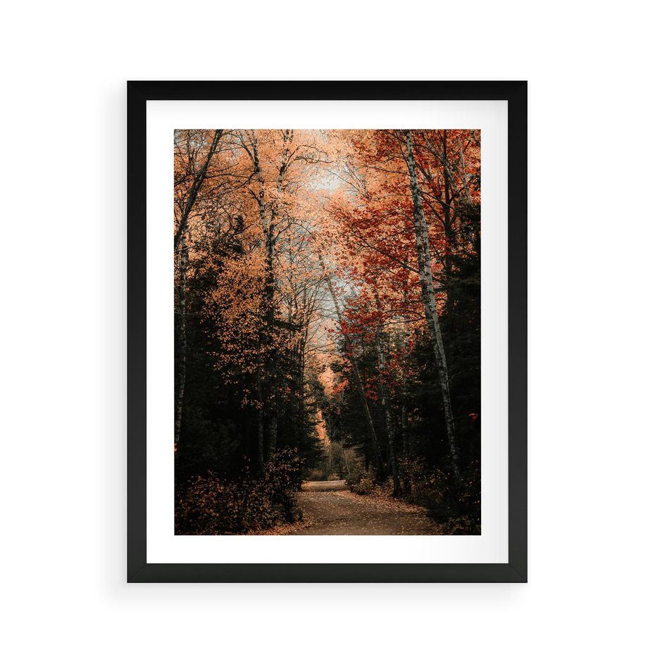 Plakat w ramie 40x50 - Drzewa w Czerwonych Liściach - las, jesienny las - rama czarna
