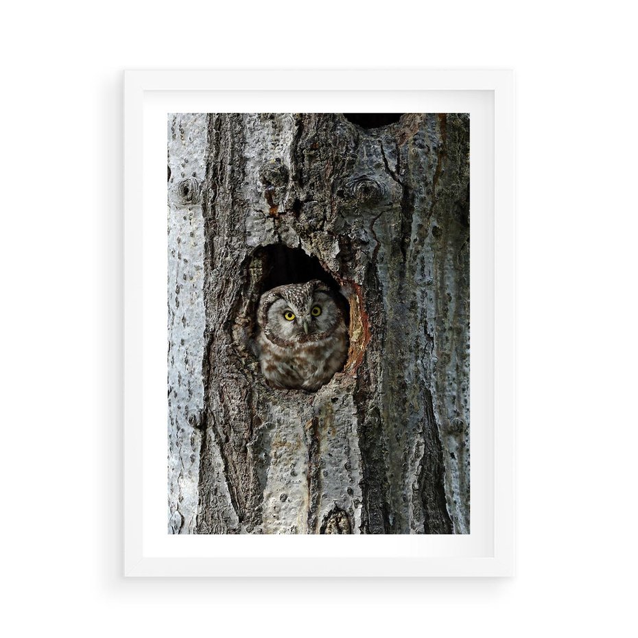 Plakat w ramie 50x70 - Tajemniczy W świecie Nocy - sowa, dziupla - rama biała