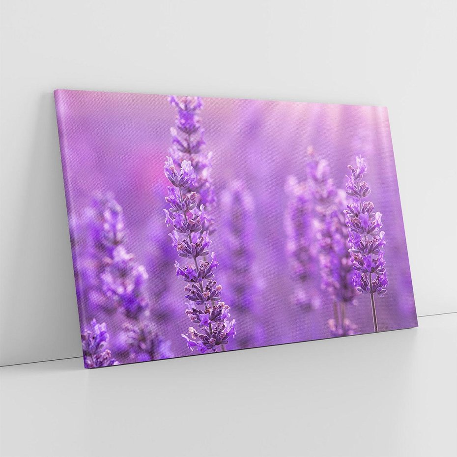 Obraz na płótnie 100x70 - Fioletowa harmonia lawendy - lawenda, fiolet