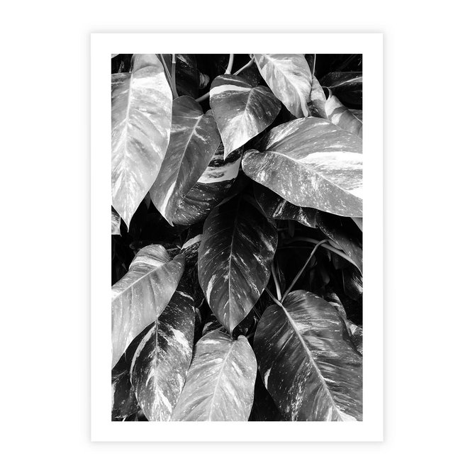 Plakat bez ramy 21x30 - Liście w Czarno-Białej Fotografii - liście, roślina