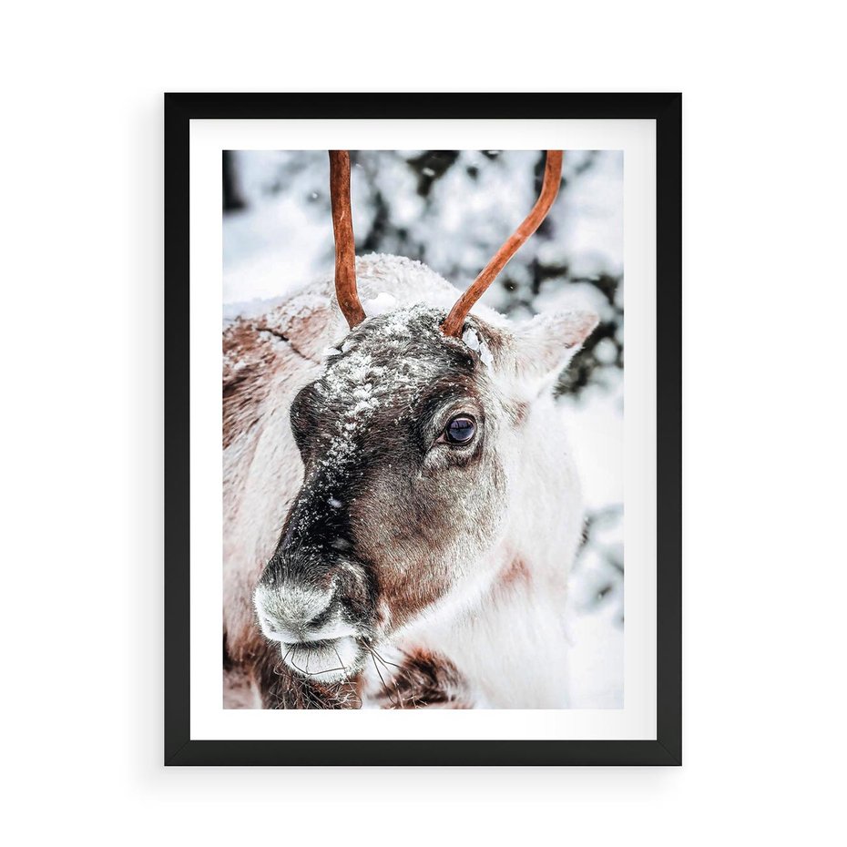 Plakat w ramie 50x70 - Renifer w Zimowej Krainie - renifer, zima - rama czarna