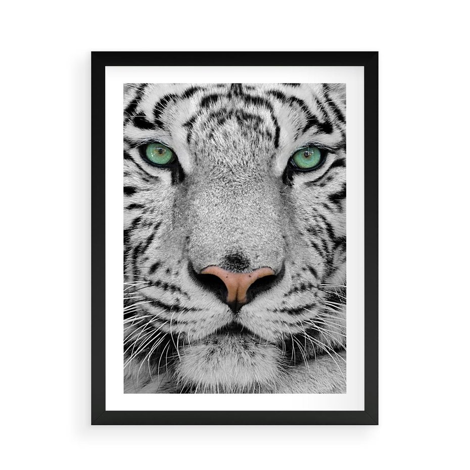 Plakat w ramie 50x70 - Magia Białego Tygrysa - biały, tygrys - rama czarna