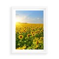 Plakat w ramie 50x70 - Idylla na łące słoneczników - łąka, słoneczniki - rama biała
