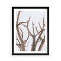 Plakat w ramie 50x70 - Pustynna Harmonia Gałęzi - pustynna roślina, suche gałęzie - rama czarna