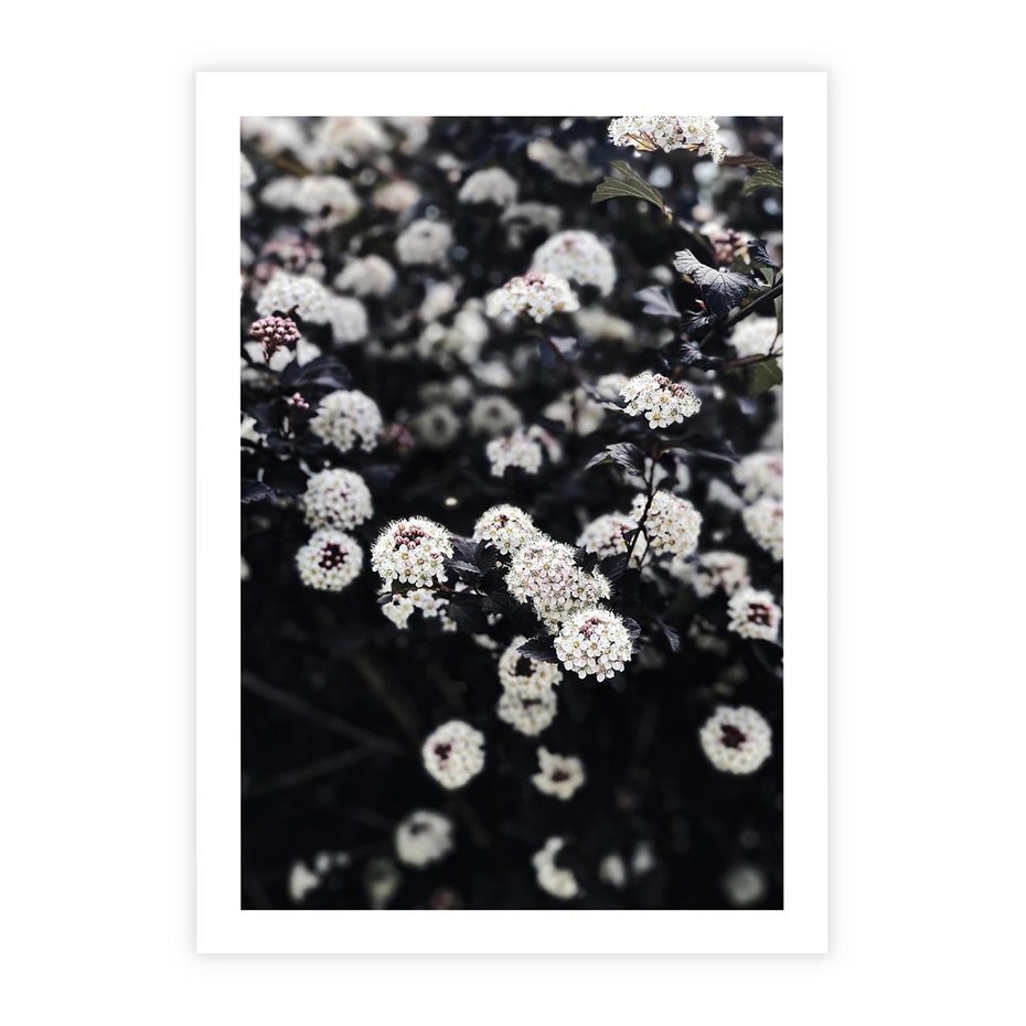 Plakat bez ramy 21x30 - Białe Kwiaty na Kwitnącym Krzewie - białe kwiaty, kwitnący krzew