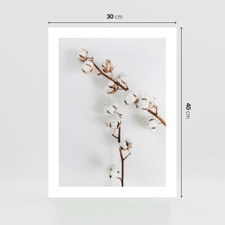 Plakat bez ramy 30x40 - Gałęzie Bawełny na Białym Tle - gałęzie bawełny na białym tle, minimalizm