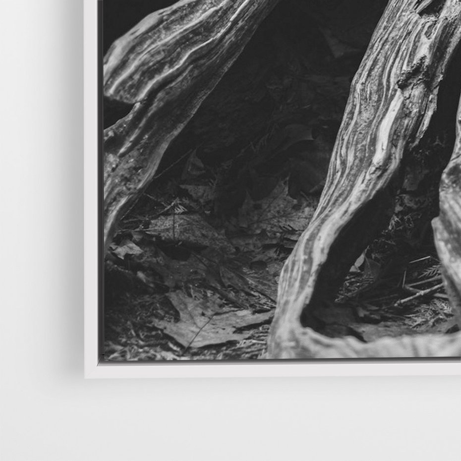 Obraz w ramie 80x120 - Siła Natury - czarno biała fotografia, korzenie wielkiego drzewa - rama biała