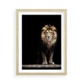 Plakat w ramie 50x70 - Lew: dzikie piękno natury - lew, dzikie - rama drewno