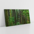 Obraz na płótnie 120x60 - Mistyka leśnej głuszy - las, drzewa