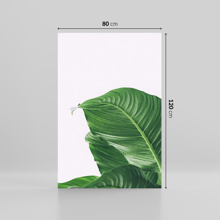 Obraz na płótnie 80x120 - Zielone liście monstery - liście, monstera