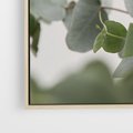 Obraz w ramie 100x70 - Liście eukaliptusa w naturze - eukaliptus, liście - rama drewno