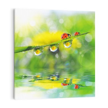 Obraz na płótnie 40x40 - Deszczowa Biedronka - biedronka, deszcz