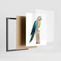 Plakat w ramie 40x50 - Kolorowa papuga w locie - papuga, ptak - rama czarna