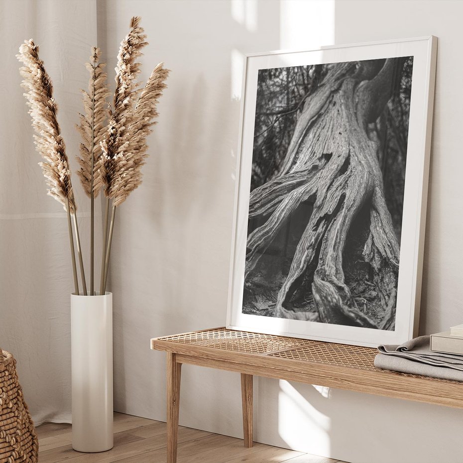 Plakat w ramie 50x70 - Siła Natury - czarno biała fotografia, korzenie wielkiego drzewa - rama biała