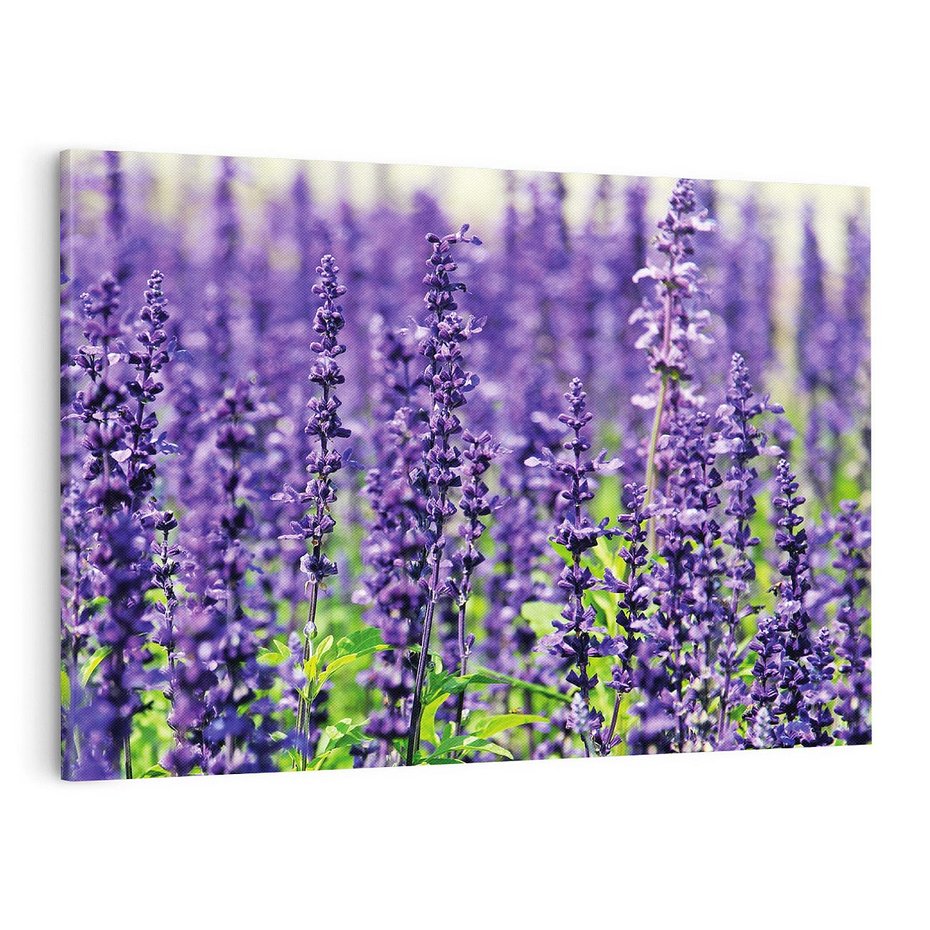 Obraz na płótnie 100x70 - Lawendowa Mgła - lawenda, kwiat
