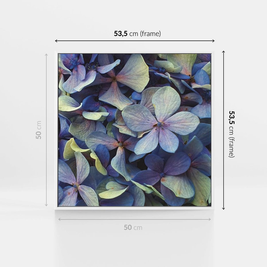 Obraz w ramie 50x50 - Hortensja - delikatność kwiatów - hortensja, kwiaty - rama biała