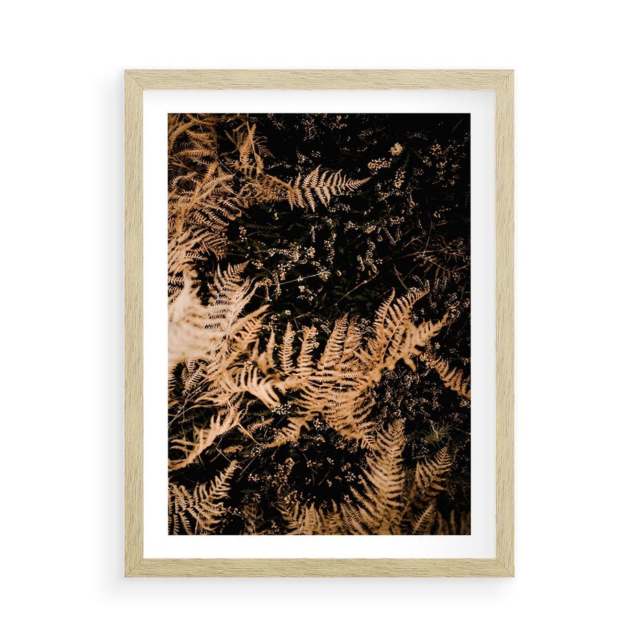 Plakat w ramie 50x70 - Jesienne Paprocie: Kolorowa Paleta Natury - paprocie, jesień - rama drewno