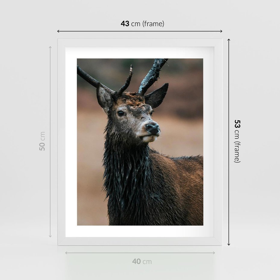 Plakat w ramie 40x50 - Spokojny jeleń - jeleń, las - rama biała