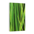 Obraz na płótnie 50x70 - Trawa w abstrakcji: natura przekształcona - trawa, abstrakcja