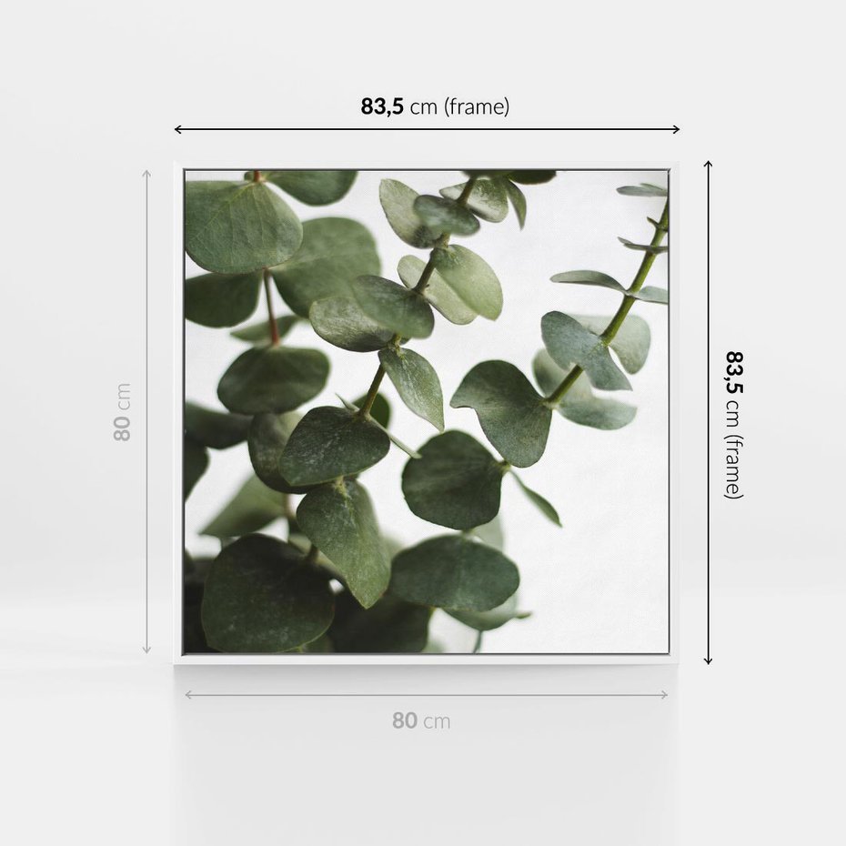 Obraz w ramie 80x80 - Zielone eukaliptusy - eukaliptus, liście - rama biała
