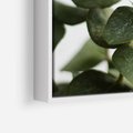 Obraz w ramie 70x50 - Zielone eukaliptusy - eukaliptus, liście - rama biała