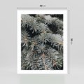 Plakat bez ramy 40x50 - Zima na Gałęziach - sosnowe gałęzie, igły