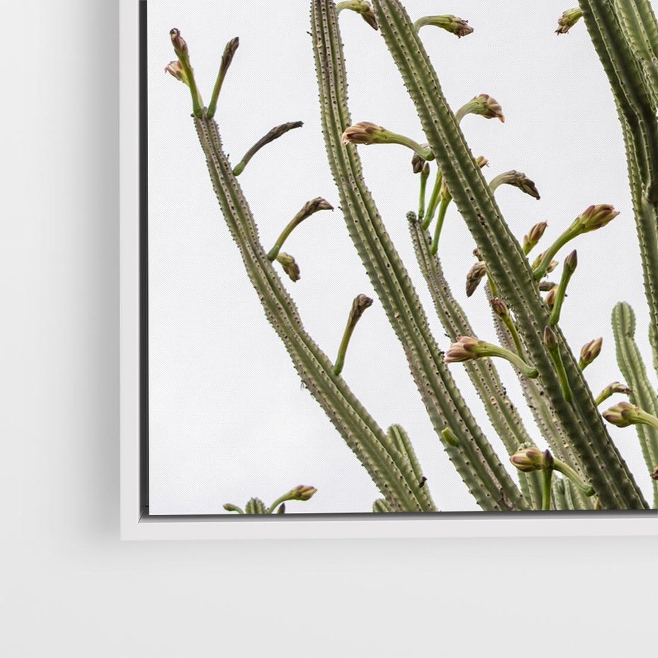 Obraz w ramie 80x80 - Ekskluzywna Roślinność - kaktusy, liście - rama biała