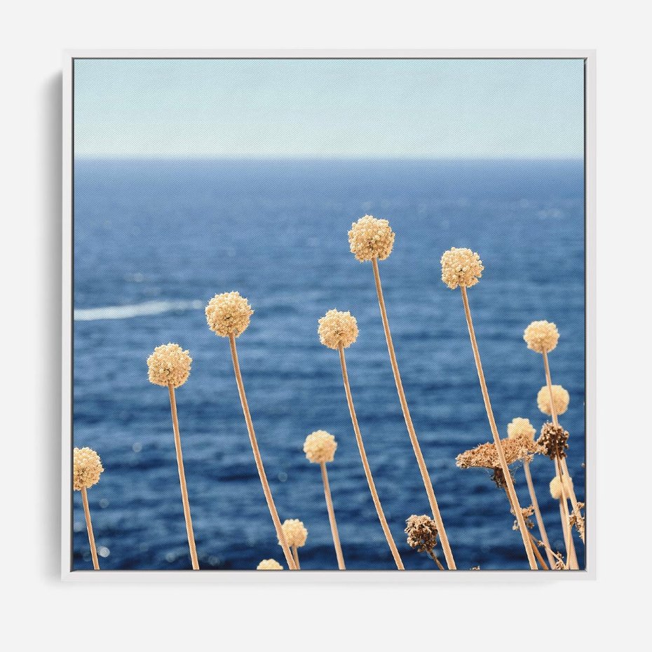 Obraz w ramie 80x80 - Kontrasty Natury - fotografia, pierwszy plan sucha roślinność - rama biała