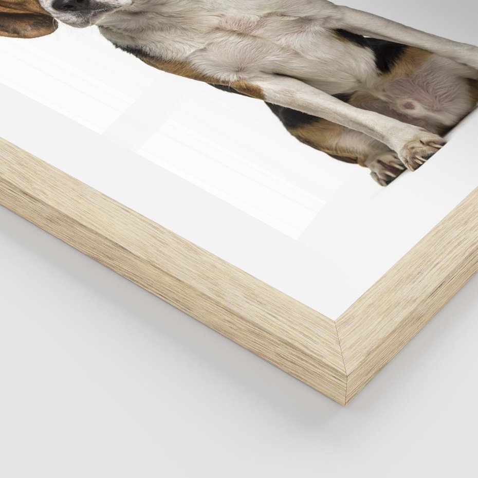 Plakat w ramie 30x40 - Wierność i radość - pies, piesek - rama drewno