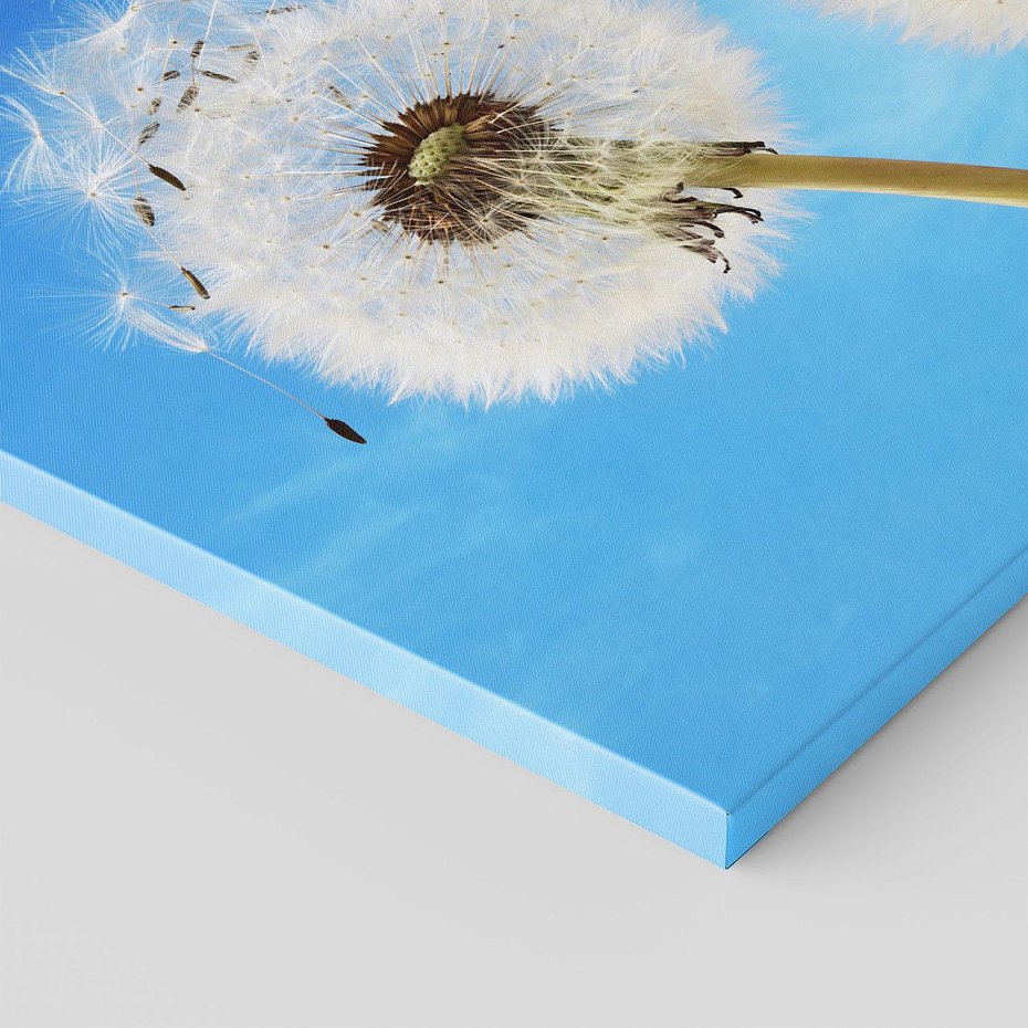 Obraz na płótnie 80x80 - wiatr pełen marzeń - dmuchawce, wiatr