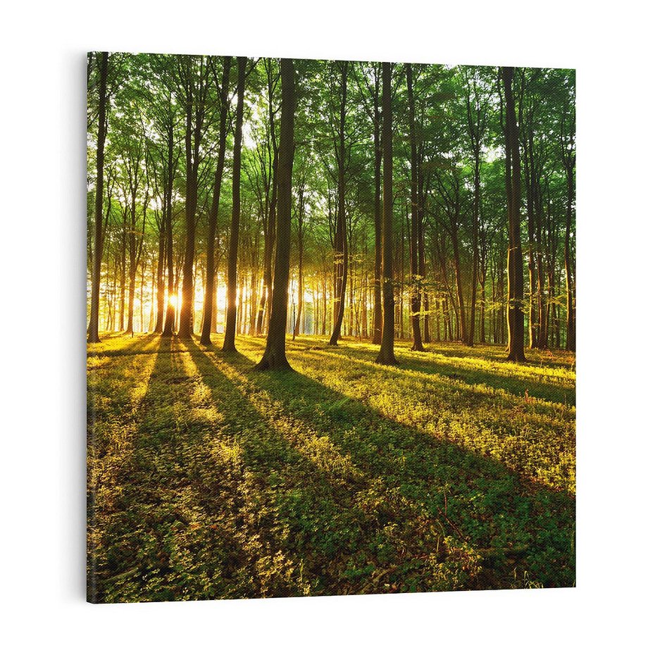 Obraz na płótnie 70x70 - Mistyfikujący urok leśnej głuszy - las, drzewa