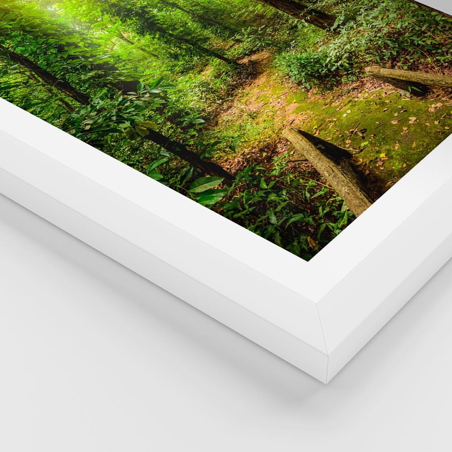 Plakat w ramie 40x50 - Współistnienie z naturą - drzewa, las - rama biała