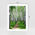 Plakat bez ramy 30x40 - Bajkowy las pełen brzóz - las, brzozy