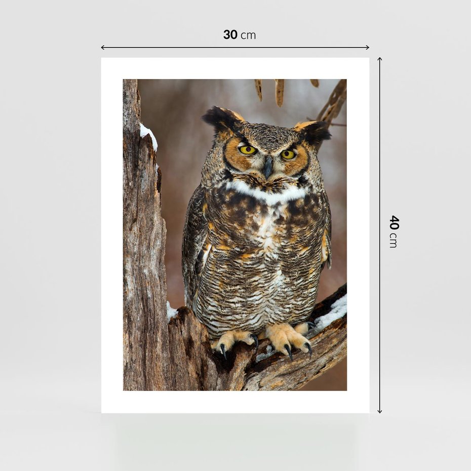 Plakat bez ramy 30x40 - Tajemniczy Stróż - sowa, las