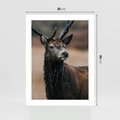 Plakat bez ramy 30x40 - Spokojny jeleń - jeleń, las