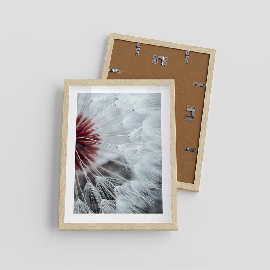 Plakat w ramie 30x40 - Makro świat dmuchawca - dmuchawiec, makro - rama drewno