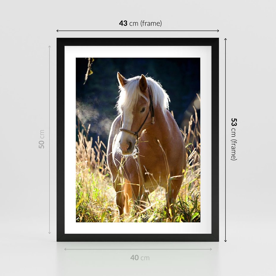 Plakat w ramie 40x50 - Spotkanie konia na łące - koń, łąka - rama czarna